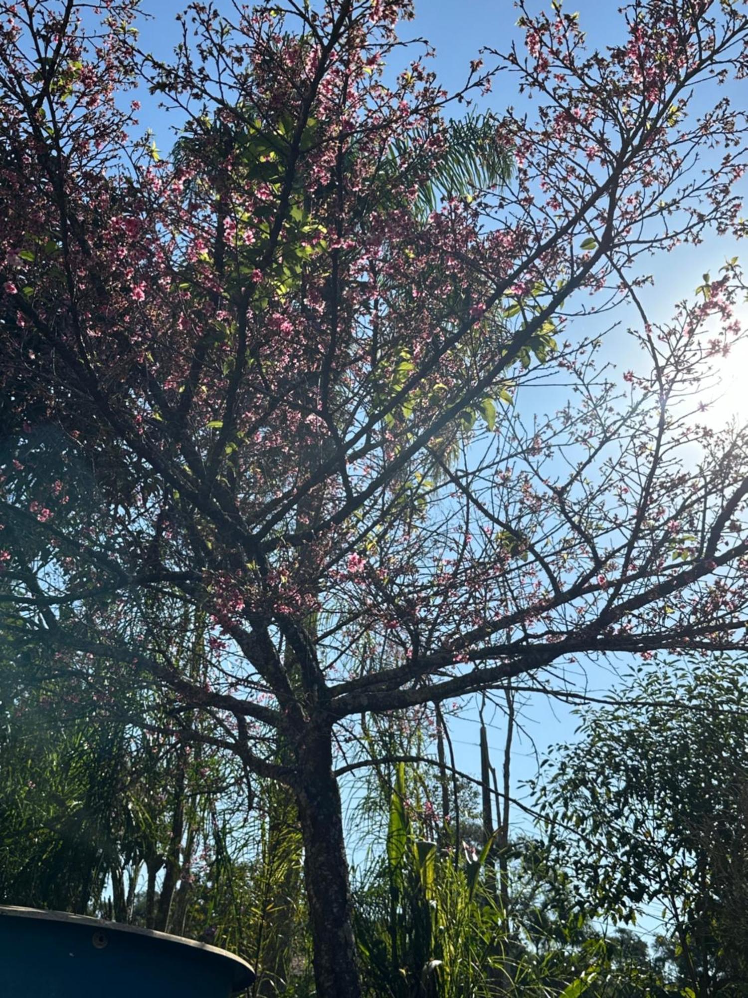 Morada Dos Beija-Flores Ibiuna Exterior photo